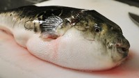 Ikan fugu mengandung racun yang cukup berbahaya, namun berhasil disajikan di Jepang. Tetapi chefnya sendiri harus memiliki sertifikasi khusus dalam mengelolanya. Foto: Watch Mojo