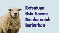 Ketentuan Usia Hewan Domba untuk Berkurban