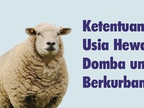Ketentuan Usia Hewan Domba untuk Berkurban