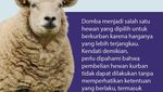 Ketentuan Usia Hewan Domba untuk Berkurban