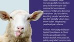 Ketentuan Usia Hewan Domba untuk Berkurban