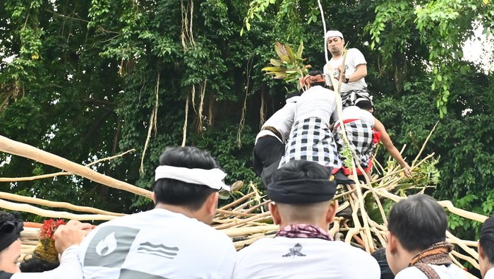 Warga saling menyatukan tongkat saat mengikuti tradisi Mekotek di kawasan Munggu, Badung, Bali, Sabtu (3/5/2025). Tradisi saat Hari Raya Kuningan itu diikuti ribuan warga setempat untuk menolak bala dan memohon keselamatan. ANTARA FOTO/Fikri Yusuf/foc.