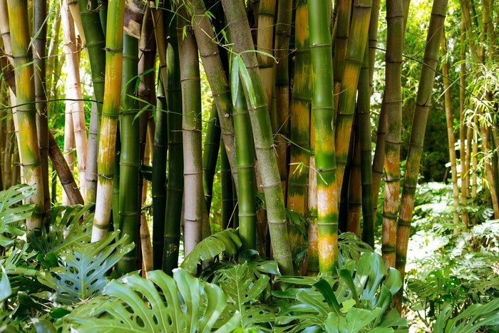 Pohon Bambu Tanaman yang Disukai Ular, Sebaiknya Jangan Ditanam di Rumah