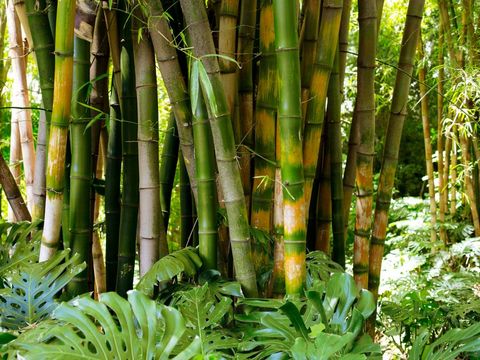 Pohon Bambu Tanaman yang Disukai Ular, Sebaiknya Jangan Ditanam di Rumah