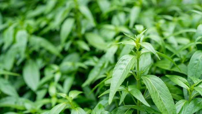 10 Manfaat Daun Sambiloto, Si Pahit dengan Segudang Manfaat Medis