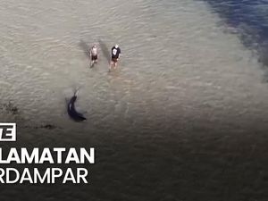 Melihat Aksi Ayah-Anak Selamatkan Hiu Terdampar di Pesisir Australia
