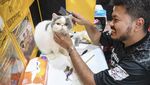 Potret Kontes Kucing di Samarinda Peringati Hari Dokter Hewan Sedunia