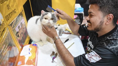 Potret Kontes Kucing di Samarinda Peringati Hari Dokter Hewan Sedunia