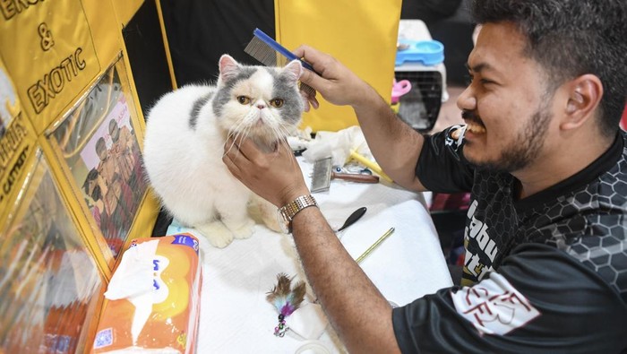 Seorang juri mengamati kucing peserta untuk diberikan penilaian pada kontes kucing di Samarinda, Kalimantan Timur, Minggu (4/5/2025). Kontes kucing yang diselenggarakan Indonesian Cat Association (ICA) itu diikuti sekitar 90 kucing peserta dari komunitas pecinta hewan dan masyarakat dalam rangka memeriahkan Hari Dokter Hewan Sedunia 2025. ANTARA FOTO/M Risyal Hidayat/tom.