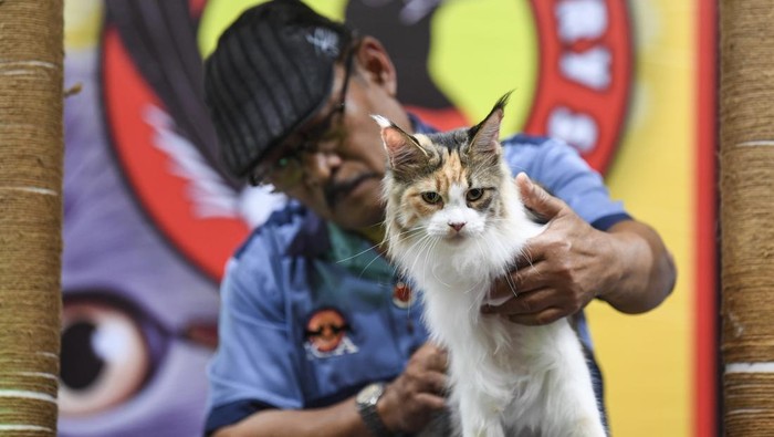 Kontes kucing di Samarinda Seorang juri mengamati kucing peserta untuk diberikan penilaian pada kontes kucing di Samarinda, Kalimantan Timur, Minggu (4/5/2025). Kontes kucing yang diselenggarakan Indonesian Cat Association (ICA) itu diikuti sekitar 90 kucing peserta dari komunitas pecinta hewan dan masyarakat dalam rangka memeriahkan Hari Dokter Hewan Sedunia 2025. ANTARA FOTO/M Risyal Hidayat/tom.