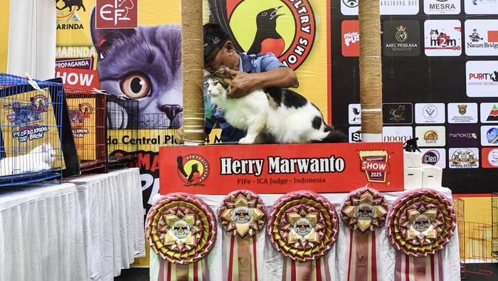 Seorang juri mengamati kucing peserta untuk diberikan penilaian pada kontes kucing di Samarinda, Kalimantan Timur, Minggu (4/5/2025). Kontes kucing yang diselenggarakan Indonesian Cat Association (ICA) itu diikuti sekitar 90 kucing peserta dari komunitas pecinta hewan dan masyarakat dalam rangka memeriahkan Hari Dokter Hewan Sedunia 2025. ANTARA FOTO/M Risyal Hidayat/tom.