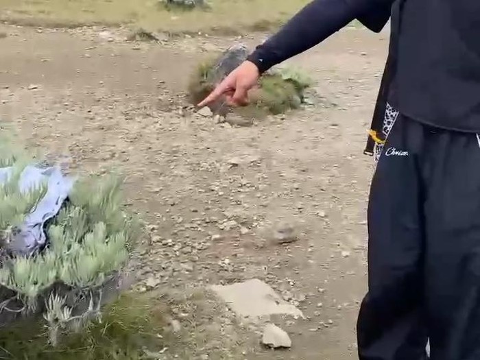 Tangkapan layar celana dalam dibuang ke atas tanaman Edelweiss