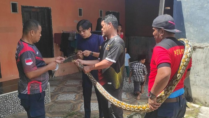 Personel Damkar mengevakuasi ular piton 3 meter yang sembunyi di plafon rumah warga di Mamuju, Sulawesi Barat (Sulbar).