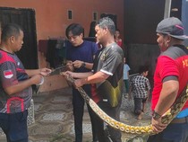 Ular Piton 3 Meter Ngumpet di Plafon Rumah Warga di Mamuju, Damkar Evakuasi