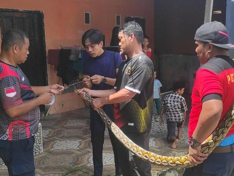 Personel Damkar mengevakuasi ular piton 3 meter yang sembunyi di plafon rumah warga di Mamuju, Sulawesi Barat (Sulbar).