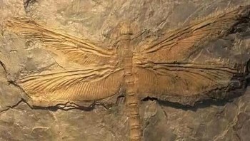 Meganeura, Raksasa Prasejarah yang Tangguh Mirip Capung Masa Kini, Namun Jauh Lebih Besar, Dengan Lebar Sayap Hingga 70 Cm Foto: Boredpanda