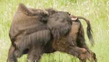 Ditemukan di Prancis, patung prasejarah yang luar biasa ini menggambarkan seekor bison yang menjilati gigitan serangga di sisi tubuhnya dengan saksama. Diukir dari tanduk rusa kutub—kemungkinan besar digunakan kembali dari pelempar tombak—figur berukuran 4 inci ini memamerkan detail dan realisme yang mencengangkan. Berasal dari periode Magdalenian, patung ini menawarkan pandangan langka ke dalam keterampilan artistik dan pengamatan harian para pemburu Zaman Es. Artefak ini, yang sekarang disimpan di Museum Arkeologi Nasional Foto: Boredpanda