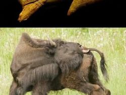 Foto Penemuan Artefak yang Menyimpan Cerita Mengejutkan