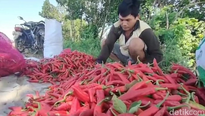 Petani di Brebes saat mengatur hasil panenan cabai merahnya, Senin (5/5/2025).