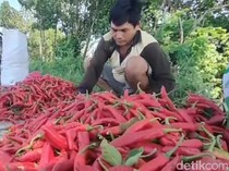 Harga Bahan Pokok Anjlok, Petani di Sumut Menjerit