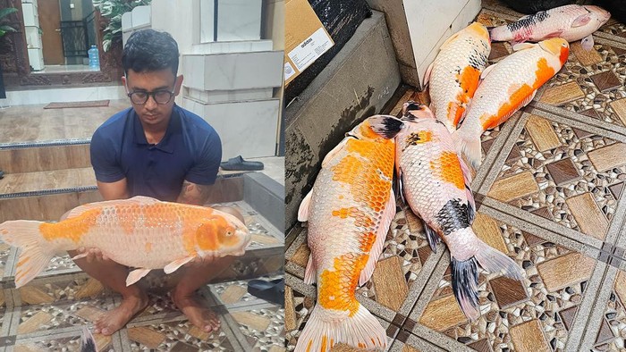 I Wayan Aris Sugoantara menunjukkan ikan koinya yang mati akibat listrik mati total atau blackout di Bali pada Jumat (2/5/2025). (Foto: Dok. Istimewa)