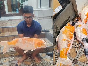 5 Ikan Mati gegara Blackout di Bali, Penghobi Koi Merugi Rp 90 Juta