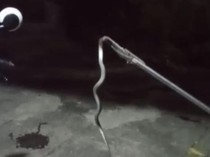 Hii! Anakan Kobra Ngumpet di Garasi Rumah Warga Cawas Klaten