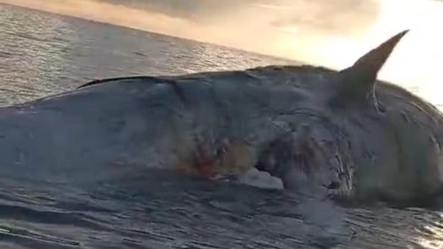 Paus berukuran besar terdampar di Pantai Barate, Kecamatan Fatuleu Barat, Kabupaten Kupang, NTT, Senin (5/5/2025).