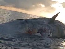 Bangkai Paus Raksasa Terdampar di Pantai Barate, Warga Dilarang Mendekat