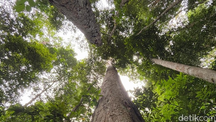 Pohon bengkirai.