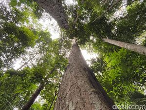 Mengenal Pohon Bengkirai, Si Raksasa Tangguh dari Hutan Kalimantan
