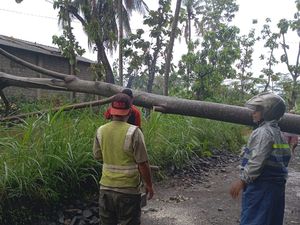 Hujan Disertai Angin Terjang Sleman, 1 Orang Tewas Tertimpa Pohon di Ngemplak