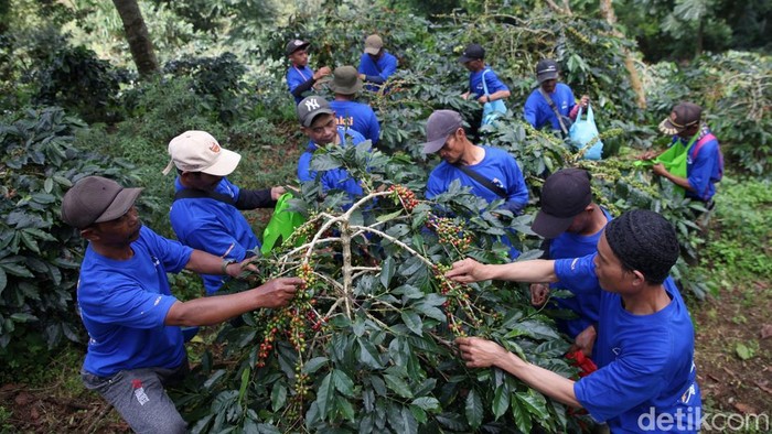 Revitalisasi Kebun Bawa Petani Kopi Bogor Cuan Besar Petani memanen kopi di Kebun Kopi Cikoneng di Kabupaten Bogor, Jawa Barat, Senin (5/5/2025).