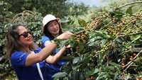 Hasil panen kopi tahun ini mencapai 47.640 kilogram, meningkat 3,5 kali lipat dibandingkan hasil sebelum revitalisasi.