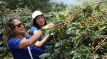 Revitalisasi Kebun Bawa Petani Kopi Bogor Cuan Besar Revitalisasi Kebun Bawa Petani Kopi Bogor Cuan Besar