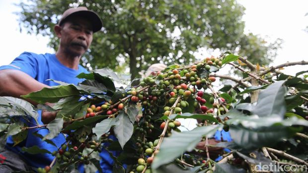 Revitalisasi Kebun Bawa Petani Kopi Bogor Cuan Besar Petani memanen kopi di Kebun Kopi Cikoneng di Kabupaten Bogor, Jawa Barat, Senin (5/5/2025).