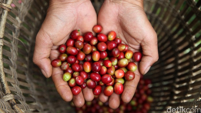 Petani memanen kopi di Kebun Kopi Cikoneng di Kabupaten Bogor, Jawa Barat, Senin (5/5/2025).
