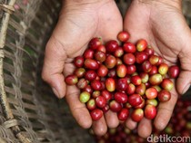 5 Fakta Liberika Sendoyan, Kopi khas Kalimantan Barat yang Unik