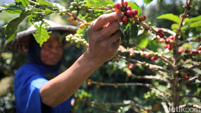Petani memanen kopi di Kebun Kopi Cikoneng di Kabupaten Bogor, Jawa Barat, Senin (5/5/2025).