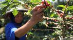 Revitalisasi Kebun Bawa Petani Kopi Bogor Cuan Besar Revitalisasi Kebun Bawa Petani Kopi Bogor Cuan Besar
