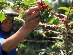 Wisata Kopi RI Mulai Naik Daun, Sektor Ekraf Makin Meningkat