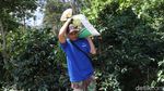 Revitalisasi Kebun Bawa Petani Kopi Bogor Cuan Besar Revitalisasi Kebun Bawa Petani Kopi Bogor Cuan Besar