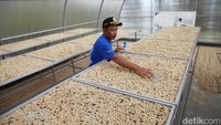 Selain volume panen yang meningkat, kualitas biji kopi yang dihasilkan juga mengalami perbaikan. Hal ini membuka peluang lebih besar bagi petani untuk menjangkau pasar premium dan memperluas jaringan penjualan.