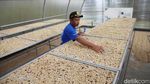 Revitalisasi Kebun Bawa Petani Kopi Bogor Cuan Besar Revitalisasi Kebun Bawa Petani Kopi Bogor Cuan Besar