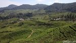 Revitalisasi Kebun Bawa Petani Kopi Bogor Cuan Besar