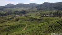 Keberhasilan ini menunjukkan bahwa sinergi antara sektor swasta, komunitas, dan pemerintah daerah dapat memberikan perubahan nyata. BCA, melalui program CSR-nya, tidak hanya berperan dalam peningkatan ekonomi lokal, tetapi juga dalam menjaga keberlanjutan sektor pertanian kopi nasional.