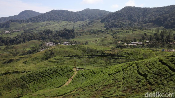 Revitalisasi Kebun Bawa Petani Kopi Bogor Cuan Besar Petani memanen kopi di Kebun Kopi Cikoneng di Kabupaten Bogor, Jawa Barat, Senin (5/5/2025).