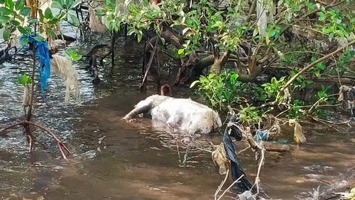 Tangkapan layar postingan warga membuang bangkai babi di laut di Flores Timur, NTT, Senin (5/5/2025).