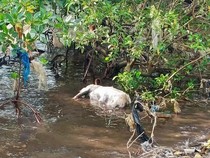 Viral Warga Flores Timur Buang Bangkai Babi ke Laut Saat Kasus ASF Naik