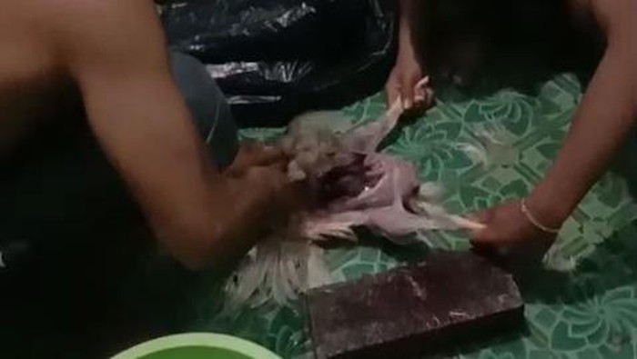 Viral Atlet di Malang Makan Ayam Tiren, Kandungan Nutrisinya Dipertanyakan